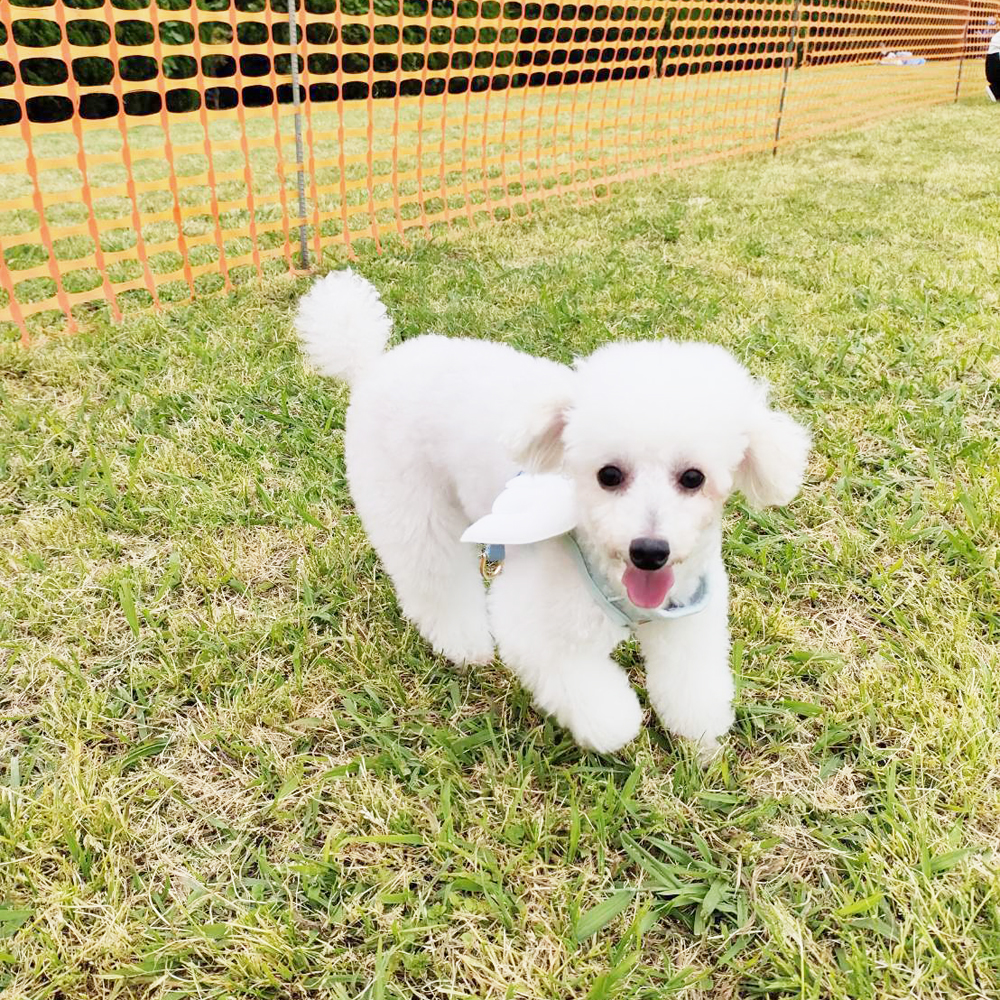 卒業犬ミラちゃんの近況♪